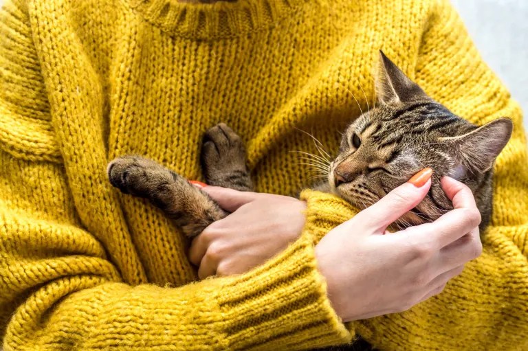 Portrait d'un chat entre les mains du propriétaire. Tiques sur les chats