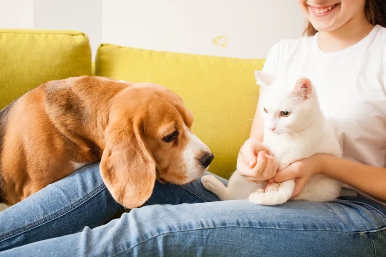 beagle et chat avec le propriétaire de l'animal