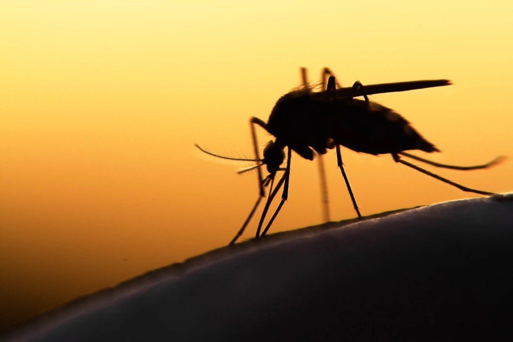 Les moustiques sont une nuisance présente partout dans le monde, en particulier dans les environnements chauds et humides comme les lacs et les marais.