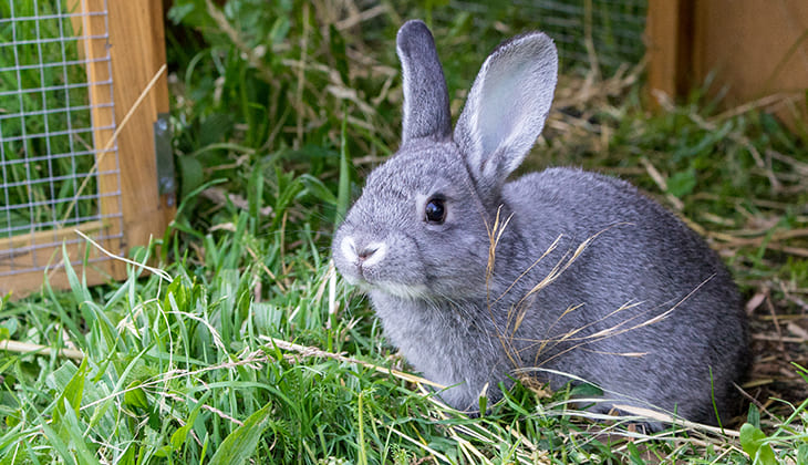 maladie hémorragique du lapin 