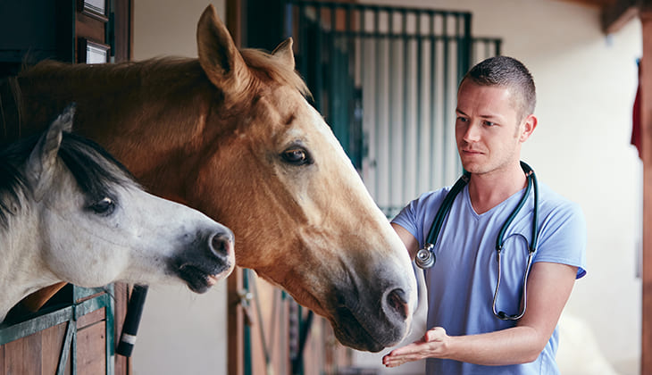 vaccin tétanos cheval