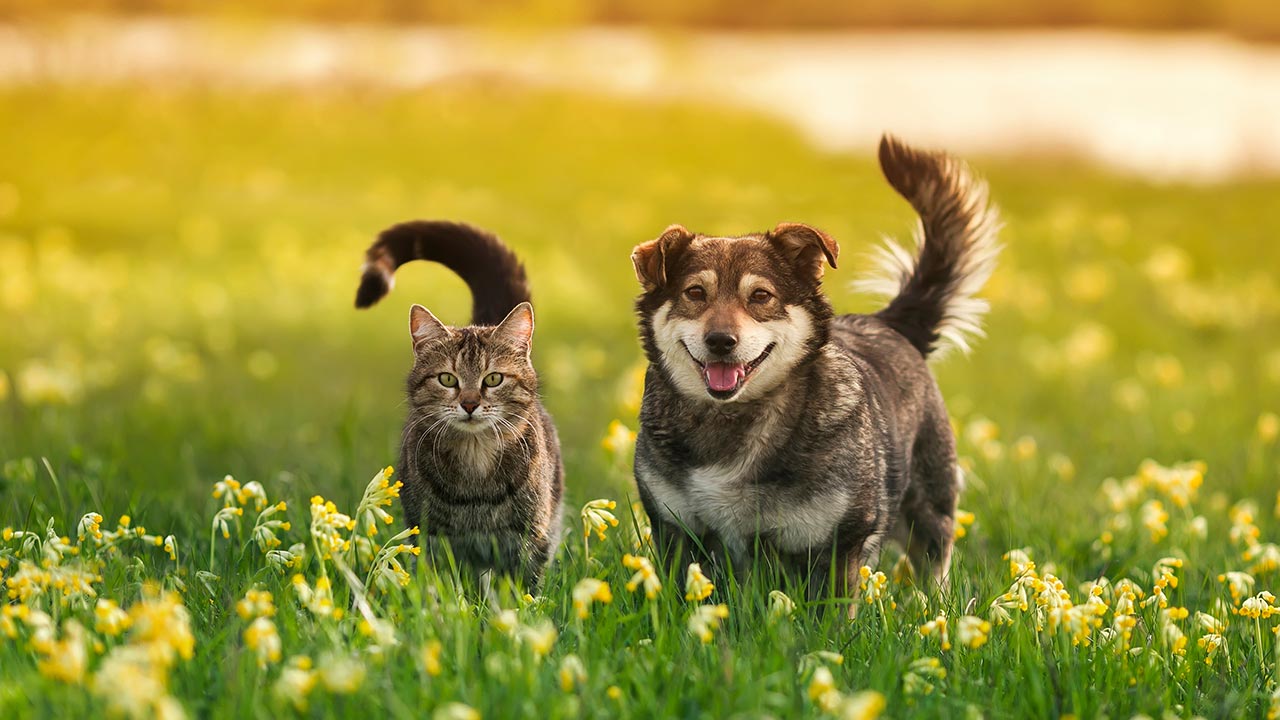 Les races d'animaux : tout ce qu'il faut savoir