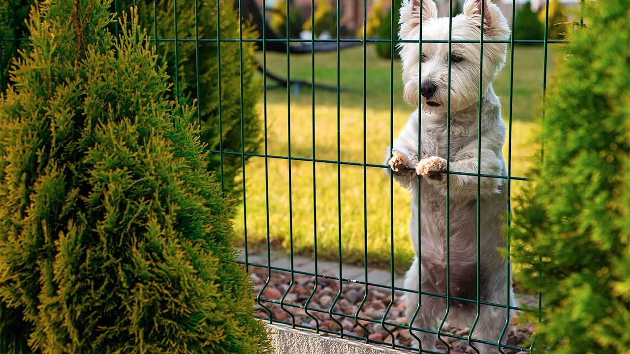 Comment sécuriser votre maison pour votre animal