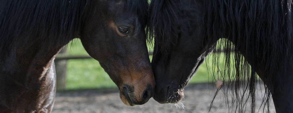 La gourme : une maladie courante et très contagieuse chez le cheval !