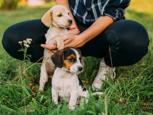 SOYEZ ATTENTIFS AUX SYMPTÔMES DE LA TRACHÉOBRONCHITE INFECTIEUSE CANINE