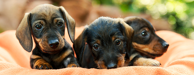 Comment Socialiser votre chiot : poser des bases solides pour la vie