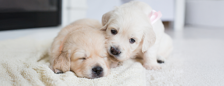 Comment Socialiser votre chiot : poser des bases solides pour la vie

Nele Houbrechts, Vétérinaire comportementaliste  
