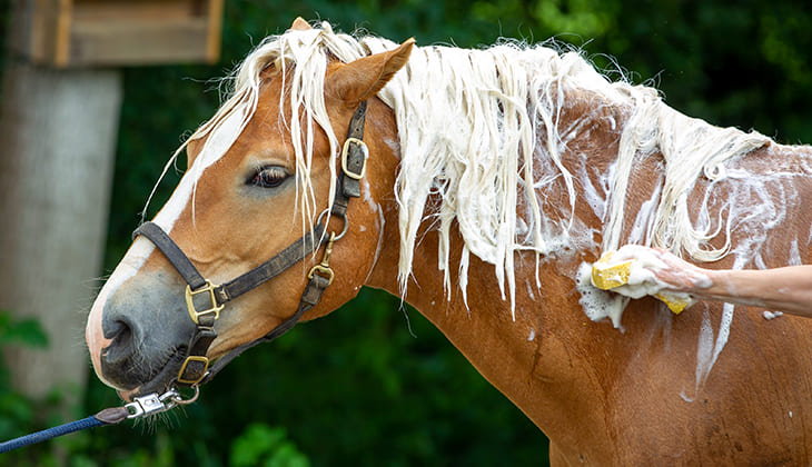 Ziekteverwekkers paard