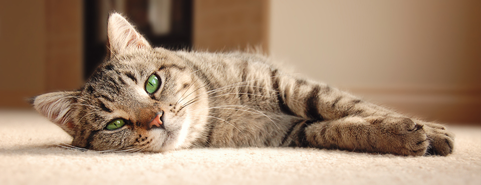 Denk je erover na een kat in huis te nemen? Beantwoord eerst deze 6 vragen!