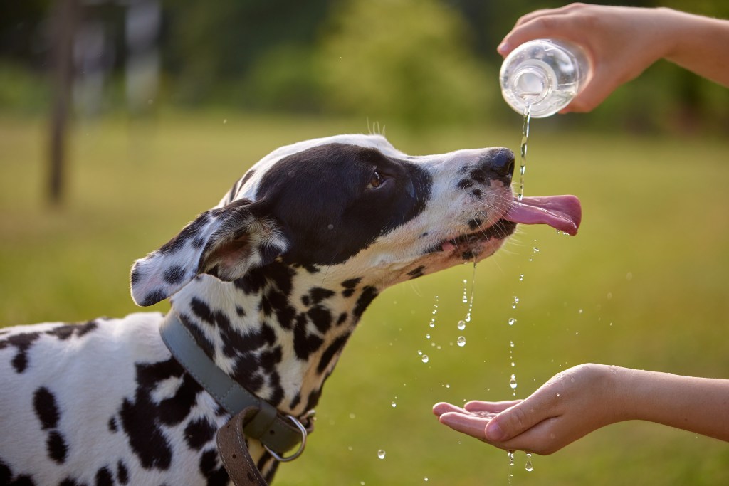 Stijgende temperaturen en hittestress bij huisdieren