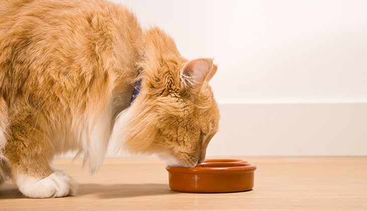 Mijn kat heeft mogelijk suikerziekte