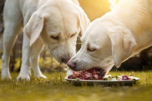 2 puppy's eten