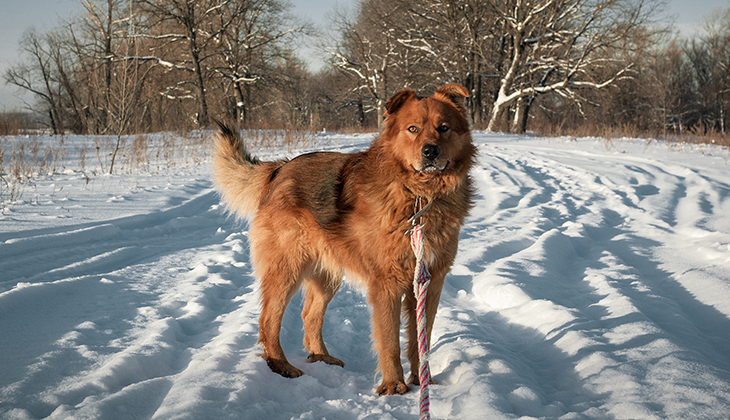 Wandelen in de winter - Nele Houbrechts