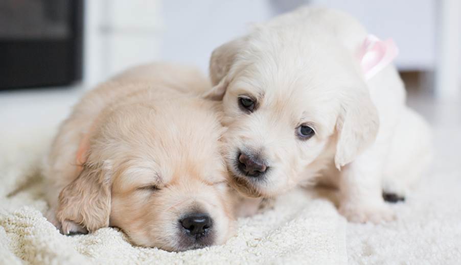 socialisatie van je pup: zo leg je een stevige basis voor het leven